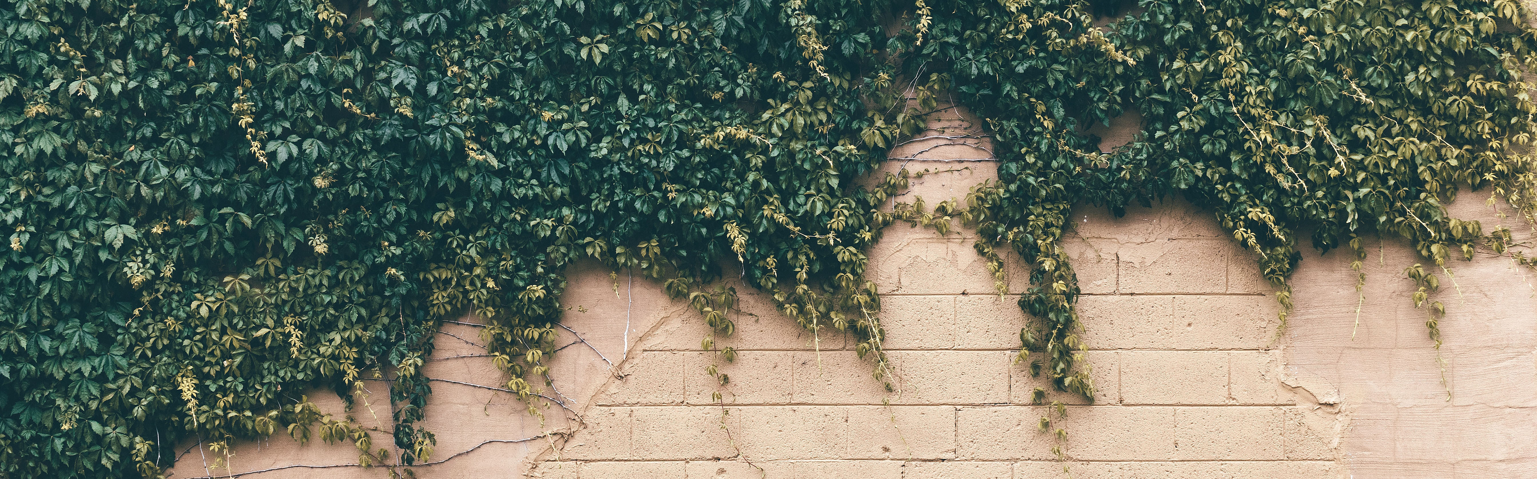 Begrünte Wand. Foto: K. Woods, unsplash.